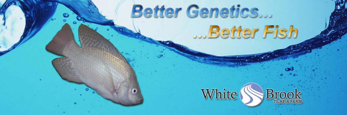 Better Genetics Better Fish Tilapia