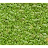 Live Duckweed for sale