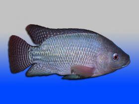 Blue Tilapia Fingerlings for sale